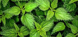 Nettles